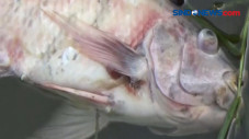 Ribuan Ikan Mati Keracunan,...
