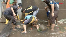 Warga Berburu Ikan Lele...