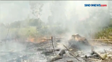 Lahan Gambut Terbakar