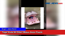 Tega! Kuda Nil Diberi...