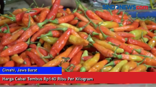 Harga Cabai Tembus Rp140...