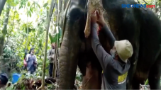 Gajah Luka akibat Diserang...
