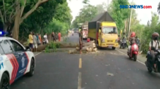 Mobil Tertimpa Pohon...