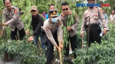 Oknum Guru Punya Ladang...