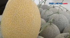 Viral, Melon Berharga...