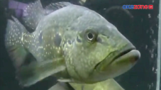 Ikan Predator Cantik...