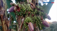Pohon Pisang Unik Berbuah...