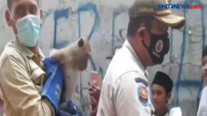 Video Viral Monyet Peliharaan...