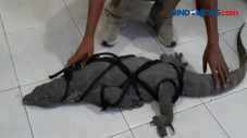 Biawak Berukuran 1,5...
