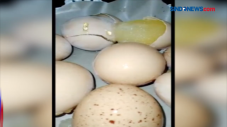 Viral! Video Telur Ayam...