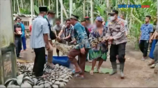 Teror 3 Ekor Buaya Resahkan...