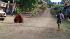 Diduga Kelaparan, Orangutan...