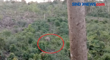 Gajah Liar Menyerang...