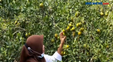Petani Jeruk Siam Raup...