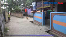Awas, Teror Anjing Gila...