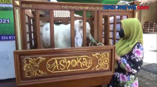 Unik, Kandang Cantik...