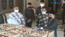 Peternak Ayam Sumbang...