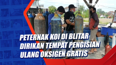 Peternak Koi di Blitar...