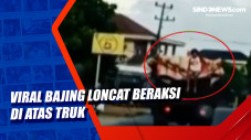 Viral Bajing Loncat...