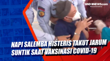 Napi Salemba Histeris...