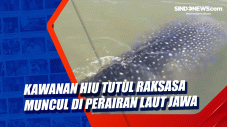 Kawanan Hiu Tutul Raksasa...