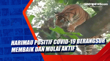 Harimau Positif Covid-19...
