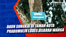 Daun Sungkai di Taman...