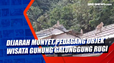 Dijarah Monyet, Pedagang...