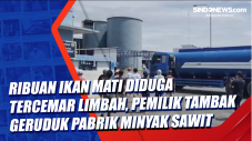 Ribuan Ikan Mati Diduga...