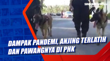 Dampak Pandemi, Anjing...