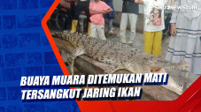 Buaya Muara Ditemukan...