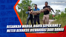 Resahkan Warga, Buaya...