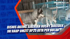 Bisnis Anjing Siberian...