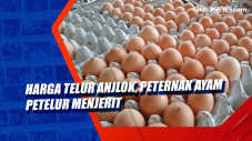 Harga Telur Anjlok,...