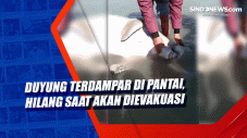 Duyung Terdampar di...