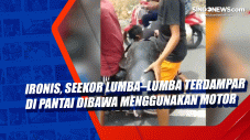 Ironis, Seekor Lumba–Lumba...