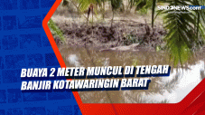 Buaya 2 Meter Muncul...