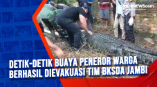 Detik-detik Buaya Peneror...