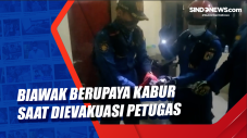 Biawak Berupaya Kabur...