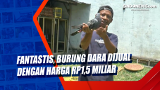Fantastis, Burung Dara...