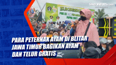 Para Peternak Ayam di...