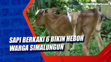 Sapi Berkaki 6 Bikin...
