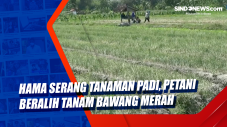Hama Serang Tanaman...