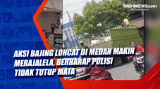 Aksi Bajing Loncat di...