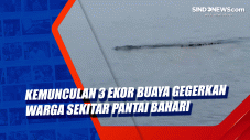 Kemunculan 3 Ekor Buaya...