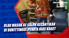 Ular Masuk ke Salon...