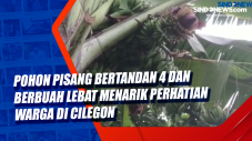 Pohon Pisang Bertandan...