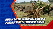 Demam Salam dari Binjai,...