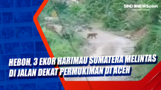 Heboh, 3 Ekor Harimau...