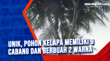 Unik, Pohon Kelapa Memiliki...